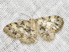 Idaea fumilinea