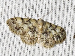 Idaea fumilinea