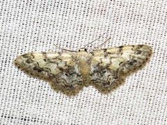 Idaea fumilinea