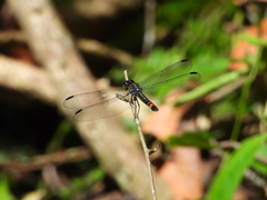Agrionoptera sexlineata