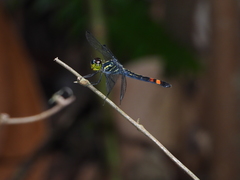 Agrionoptera sexlineata