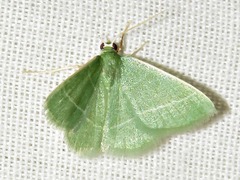 Chlorissa attenuata