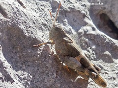 Oedipoda venusta