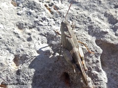 Oedipoda venusta