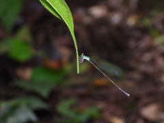 Amphicnemis gracilis