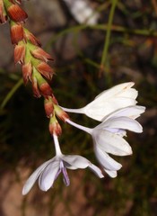 Thereianthus ixioides
