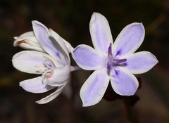 Thereianthus ixioides