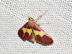 Bostra xanthorhodalis