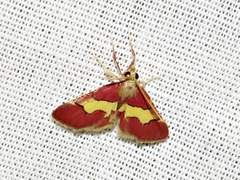 Bostra xanthorhodalis