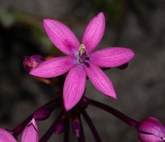 Thereianthus minutus