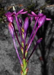 Thereianthus minutus