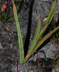 Thereianthus minutus
