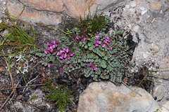 Indigofera imbricata