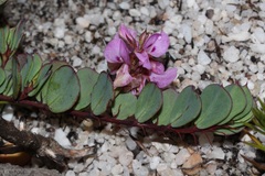 Indigofera imbricata