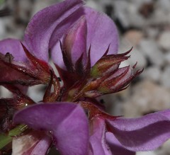 Indigofera imbricata