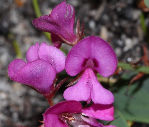 Image of Indigofera imbricata by (c) Brian du Preez, some rights reserved (CC BY-SA)