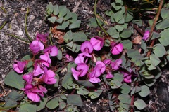 Indigofera imbricata