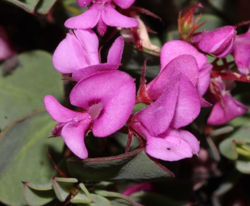 Image of Indigofera imbricata by (c) Brian du Preez, some rights reserved (CC BY-SA)