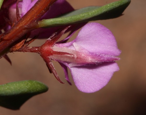 Image of Indigofera imbricata by (c) Brian du Preez, some rights reserved (CC BY-SA)