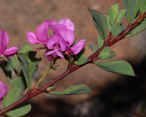 Indigofera imbricata MS (Indigofera imbricata)