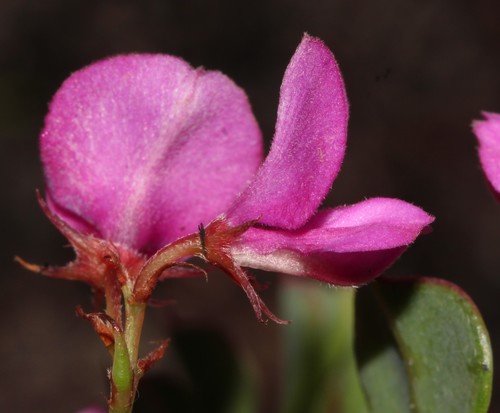Image of Indigofera imbricata by (c) Brian du Preez, some rights reserved (CC BY-SA)
