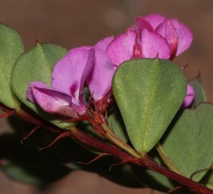 Indigofera imbricata