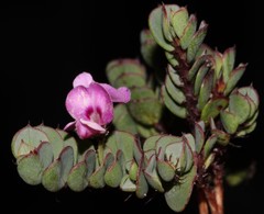 Indigofera imbricata