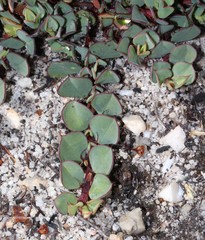 Indigofera imbricata