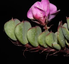 Indigofera imbricata