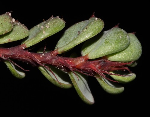Image of Indigofera imbricata by (c) Brian du Preez, some rights reserved (CC BY-SA)