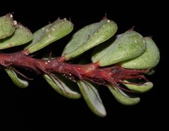 Indigofera imbricata