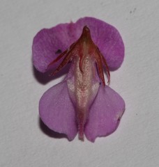 Indigofera imbricata