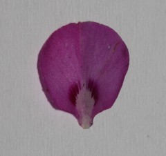 Indigofera imbricata