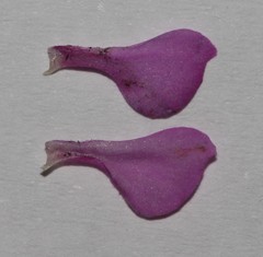 Indigofera imbricata