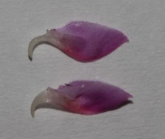 Indigofera imbricata