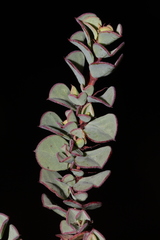 Indigofera imbricata