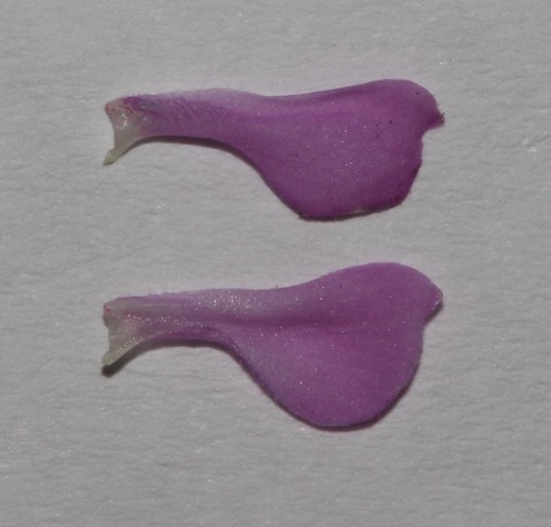 Image of Indigofera imbricata by (c) Brian du Preez, some rights reserved (CC BY-SA)