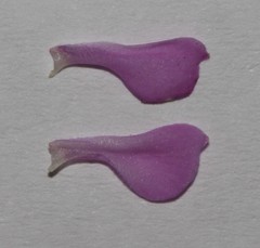 Indigofera imbricata