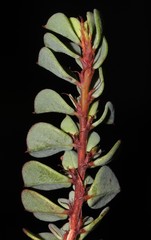 Indigofera imbricata