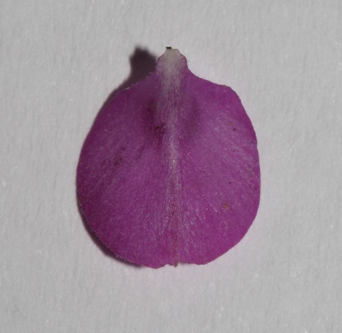 Image of Indigofera imbricata by (c) Brian du Preez, some rights reserved (CC BY-SA)