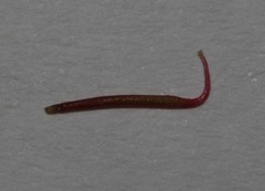 Indigofera imbricata