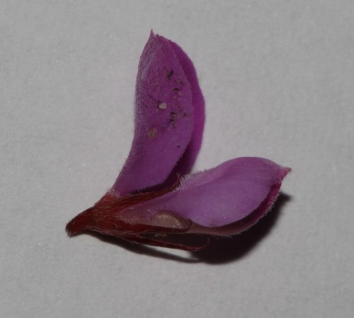 Image of Indigofera imbricata by (c) Brian du Preez, some rights reserved (CC BY-SA)
