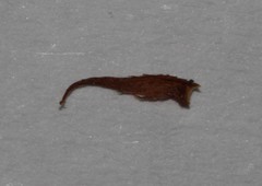 Indigofera imbricata