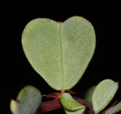 Indigofera imbricata