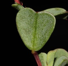 Indigofera imbricata