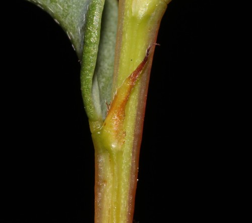 Image of Indigofera imbricata by (c) Brian du Preez, some rights reserved (CC BY-SA)