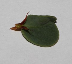 Indigofera imbricata