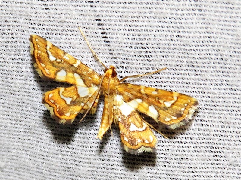 Ambia chalcichroalis