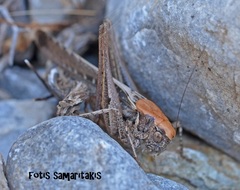 Platycleis albopunctata