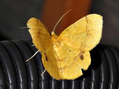 Petrodava leucicolor